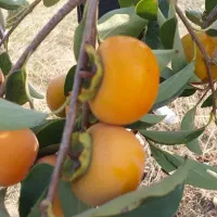 اجاره زمین کشاورزی  به مساحت ۷۰۰۰ متر