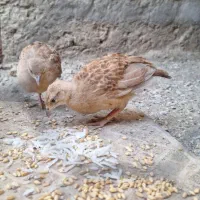 بلدرچین ۴ماهه