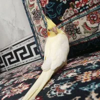 طوطی عروس هلندی لوتینو ۳ماهه|پرنده|قم, علی آباد|دیوار
