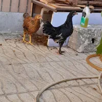 یک عددجوجه  خروس با یک عددجوجه  مرغ