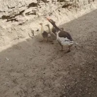 یک غاز ماده و چهار جوجه