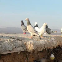 کفتر|پرنده|نصر آباد, |دیوار