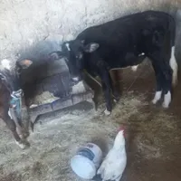 دو عدد گوسال