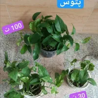 گل های آپارتمانی|گل و گیاه طبیعی|قدس, شهرقدس|دیوار