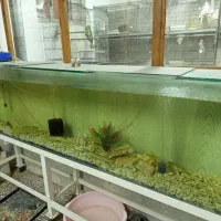 فروش اکواریم بزرگ