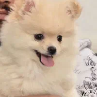 عروسکی|سگ|ارومیه, |دیوار