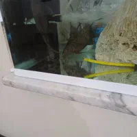 دو عدد ماهی لجنخوار زبر و زرنگ و فعال|ماهی|کرمانشاه, |دیوار