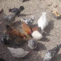 مرغ و خروس محلی اردک