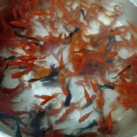 فروش ماهی وسبزه عید عمده