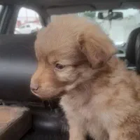 سگ پا کوتاه