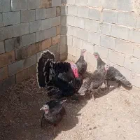 فروش بقلمون محلی