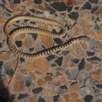 سمپاشی وموریانه زدایی باضمانت نامه کتبی|خدمات نظافت|امیدیه, |دیوار