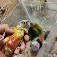 جوجه گرینچیک سرلاکی آناناسی ردویلوسایدرد|پرنده|کرج, ساسانی (قلمستان)|دیوار