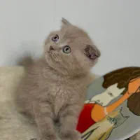 بچه گربه اشرافی