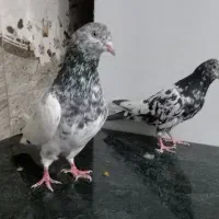 کبوتر پاکستانی پرشی|پرنده|یاسوج, |دیوار