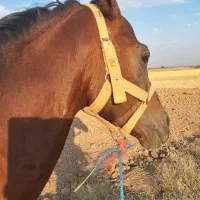 اسب|اسب و تجهیزات اسبسواری|بهار, |دیوار