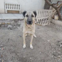 توله سراب ۱ ساله