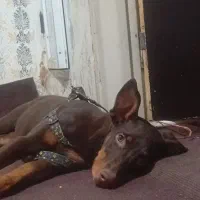 دوبرمن|سگ|مشهد, شهرک بهارستان|دیوار