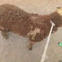 بره نره دورگ بختیاری