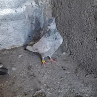 کبوتر سینه آبی سرخ سبز سیاه|پرنده|صدرا-فارس, |دیوار