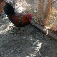 خروس|حیوانات مزرعه|محمدشهر, محمدشهر|دیوار