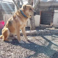 سگ نگهبان سفت دهن پاک