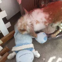 باکس سگ قابل حمل خرگوش لوپ دار