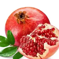 پیشفروش نهال انار خزر بردسکن