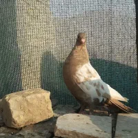 کبوتر سینه ارده ای ماده|پرنده|شیراز, سعدیه شمالی|دیوار