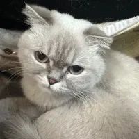 گربه ماده جهت جفتگیری