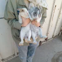 واگذاری خرگوش خانگی