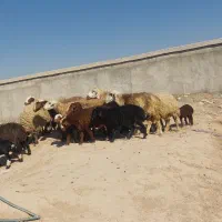 فروش ۱۳ راس میش داشتی بره دار در فیروزاباد|حیوانات مزرعه|فیروزآباد (فارس), |دیوار