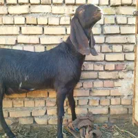 یک ساله آمریکایی