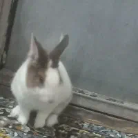 خرگوش لوپ هتروکرومیا اصل هلندی|موش و خرگوش|قزوین, |دیوار