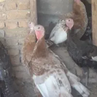 فروش ۵۰عدد بوقلمون نر و ماده|حیوانات مزرعه|قزوین, |دیوار