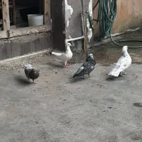 ۶عدد پرنده موجود است