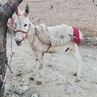 الاغ نر|حیوانات مزرعه|همدان, |دیوار