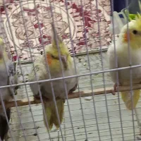 سه عدد عروس هلندی