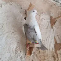 دم الماسی|حیوانات|شیراز, ارم|دیوار