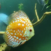 فروش یا تعویض تعدادی دیکس|ماهی|زنجان, |دیوار