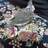 جوجه عروس سرلاکی|پرنده|قم, علی آباد سعدگان|دیوار