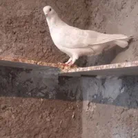 ساده ابر
