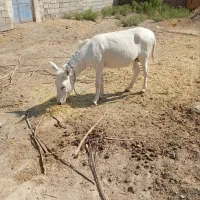 الاغ نریون