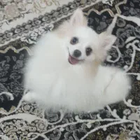 سگ پامر