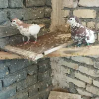 نرماده خال دم افشون بشرط تخم جوجه