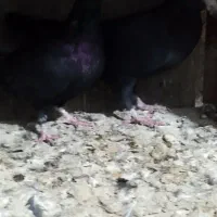 کبوتر|پرنده|زرند, |دیوار