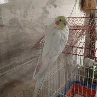 عروس هلندی نر