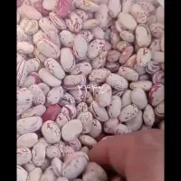 لوبیا چیتی خمین کیفیت تضمینی