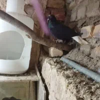 کبوتر گم شده
