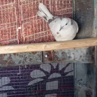 کپوت|پرنده|جالق, |دیوار